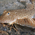 Fun Fact of the Week: Sea robin fish have legs with the ability to taste